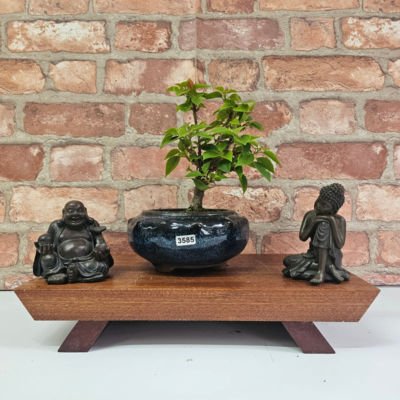 Bougainvillea Bonsai Tree | Broom | In 15cm Pot