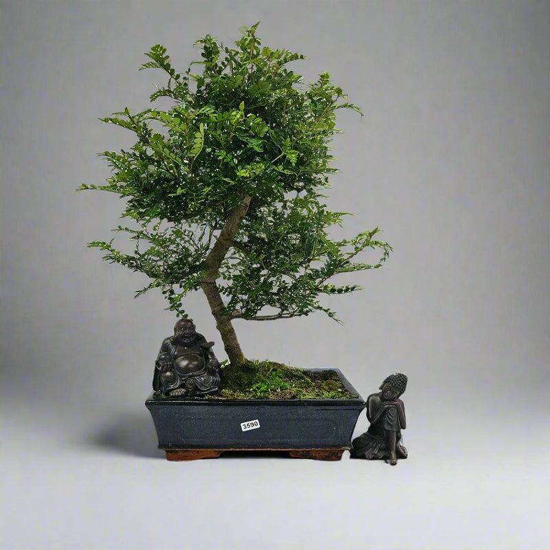 Chinese Pepper (Zanthoxylum Pipertum) Bonsai Tree | Shaped | In 25cm Pot