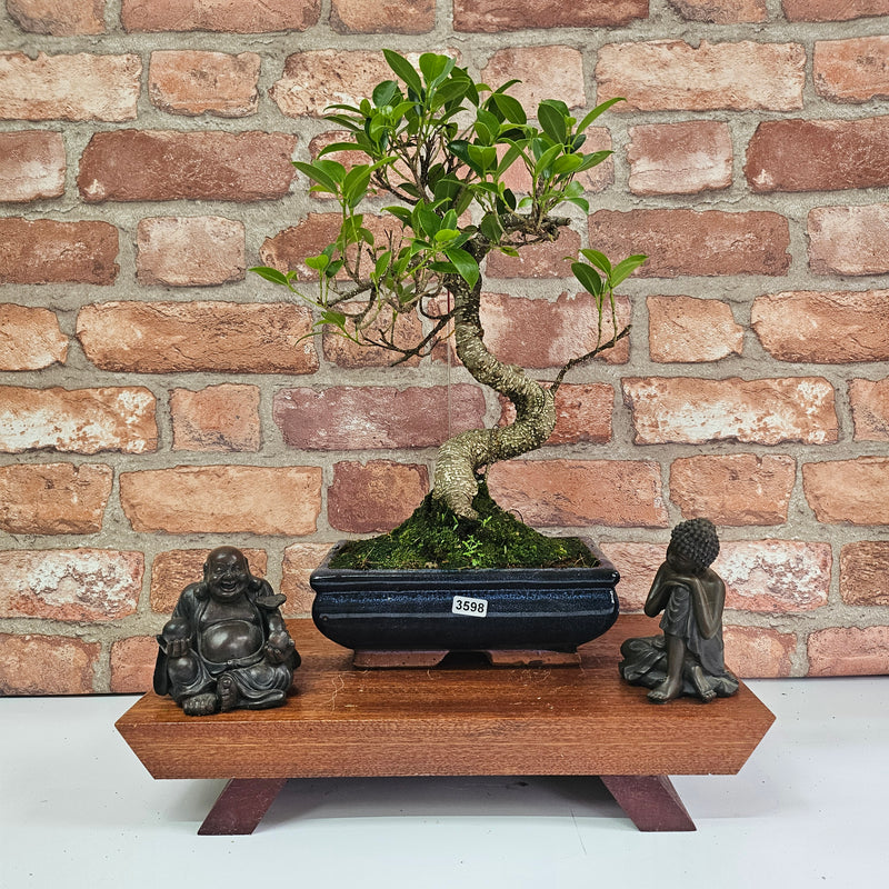 Ficus Microcarpa (Banyan Fig) Indoor Bonsai Tree | Shaped | In 20cm Pot