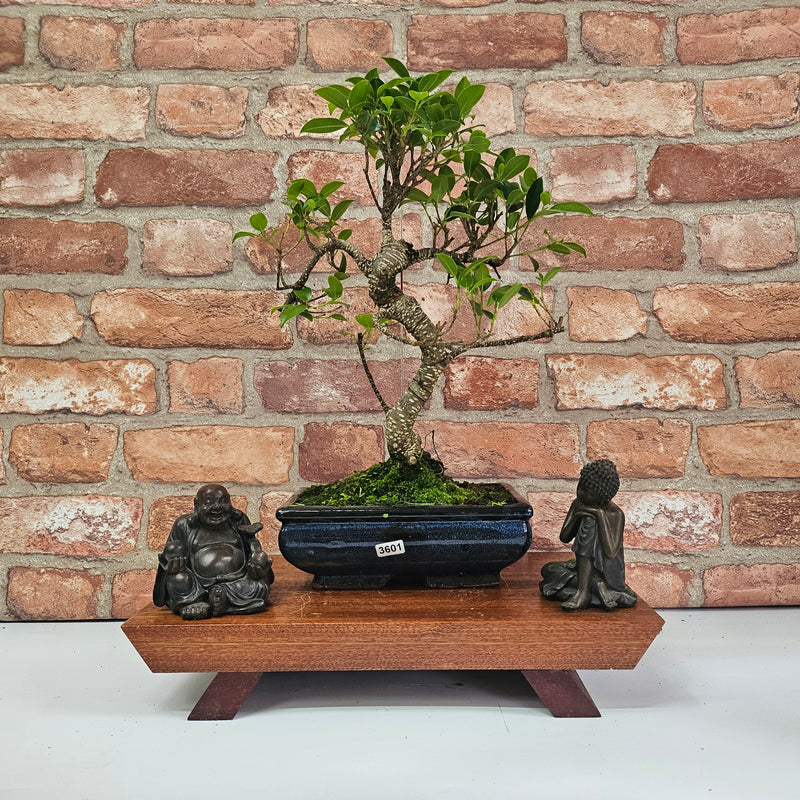 Ficus Microcarpa (Banyan Fig) Indoor Bonsai Tree | Shaped | In 20cm Pot