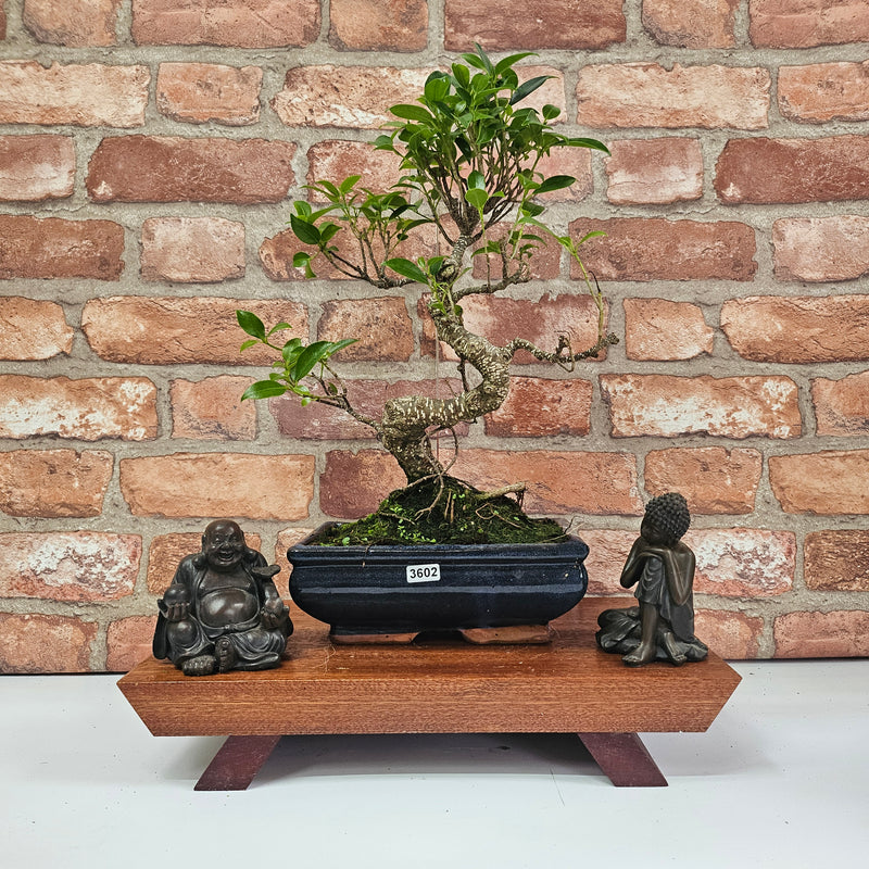 Ficus Microcarpa (Banyan Fig) Indoor Bonsai Tree | Shaped | In 20cm Pot