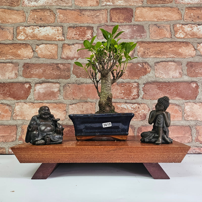 Ficus Microcarpa (Banyan Fig) Indoor Bonsai Tree | Broom | In 15cm Pot