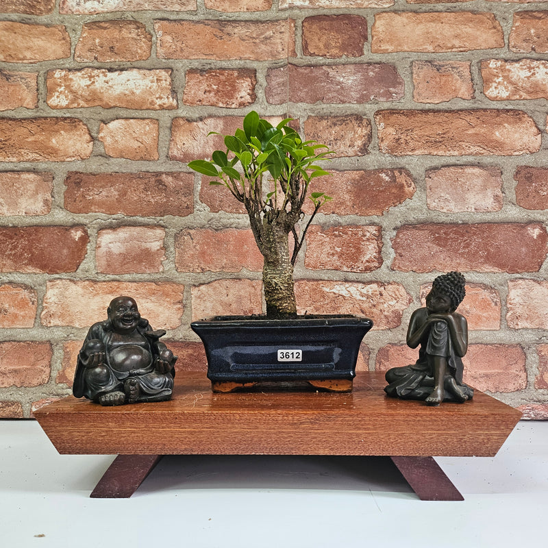 Ficus Microcarpa (Banyan Fig) Indoor Bonsai Tree | Broom | In 15cm Pot