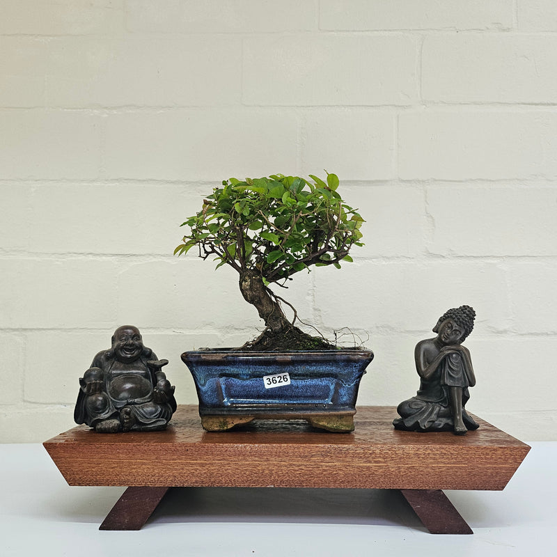 Bird Plum (Sageretia) Bonsai Tree | Broom | In 15cm Pot