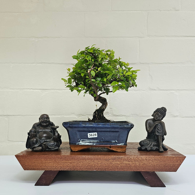 Bird Plum (Sageretia) Bonsai Tree | Broom | In 15cm Pot