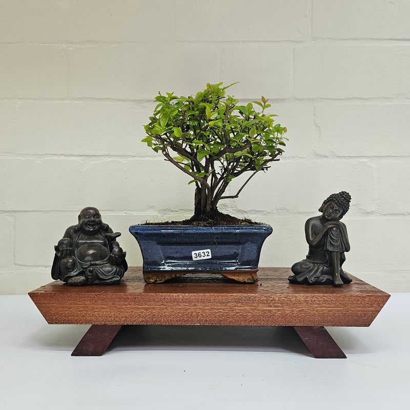 Bird Plum (Sageretia) Bonsai Tree | Broom | In 15cm Pot