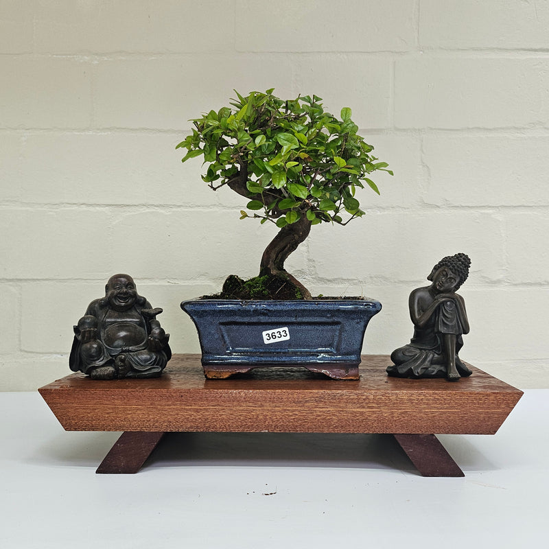 Bird Plum (Sageretia) Bonsai Tree | Broom | In 15cm Pot