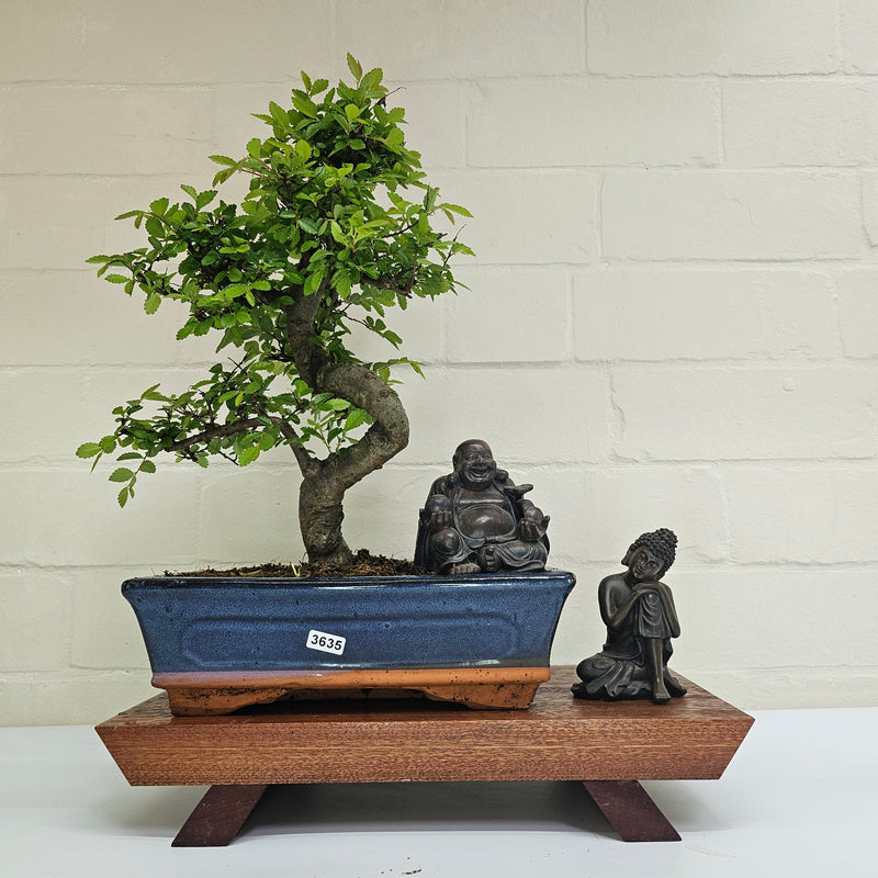 Chinese Elm (Ulmus Parvifolia) Bonsai Tree | Shaped | In 25cm Pot