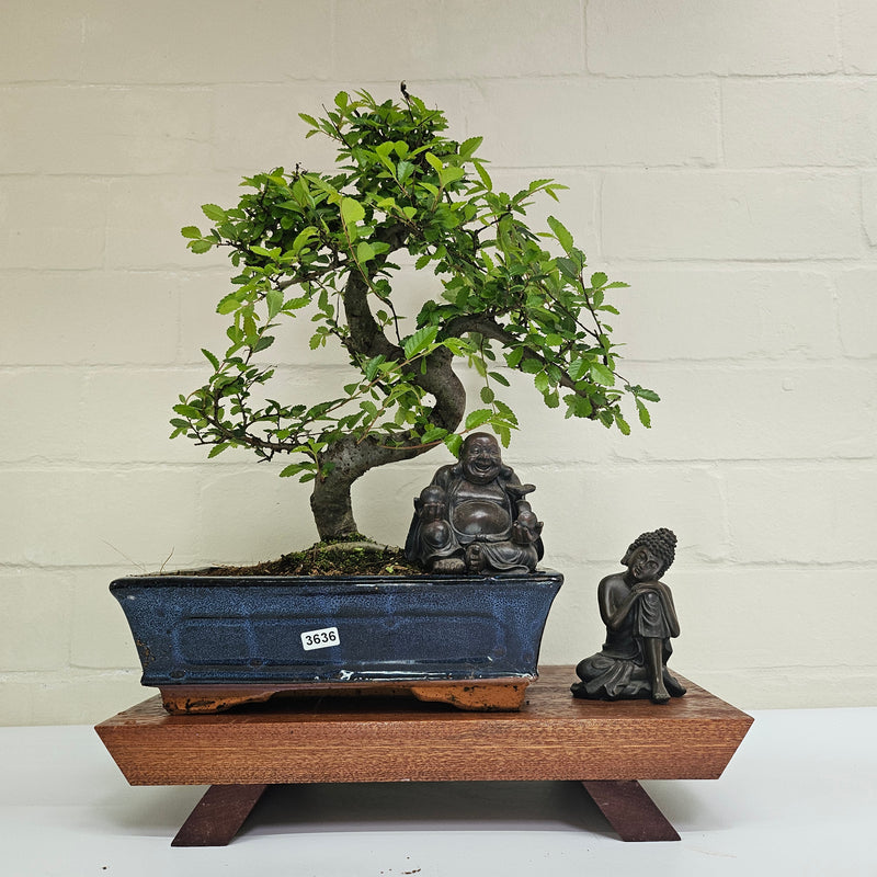 Chinese Elm (Ulmus Parvifolia) Bonsai Tree | Shaped | In 25cm Pot