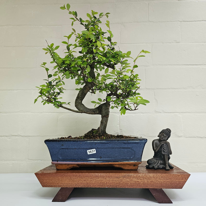 Chinese Elm (Ulmus Parvifolia) Bonsai Tree | Shaped | In 25cm Pot