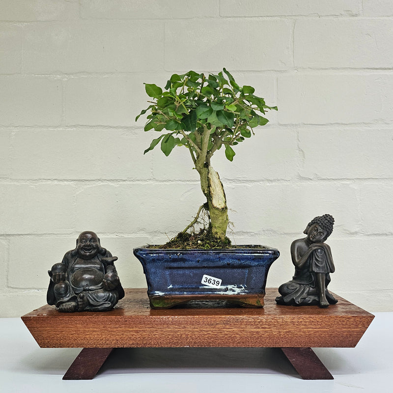 Chinese Privet (Ligustrum Sinense) Bonsai Tree | Broom | In 15cm Pot