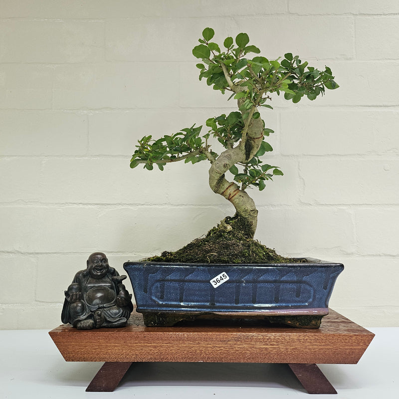 Chinese Privet (Ligustrum Sinense) Bonsai Tree | Shaped | In 25cm Pot