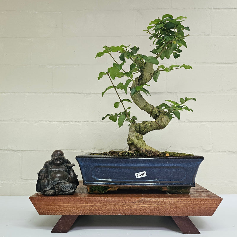 Chinese Privet (Ligustrum Sinense) Bonsai Tree | Shaped | In 25cm Pot