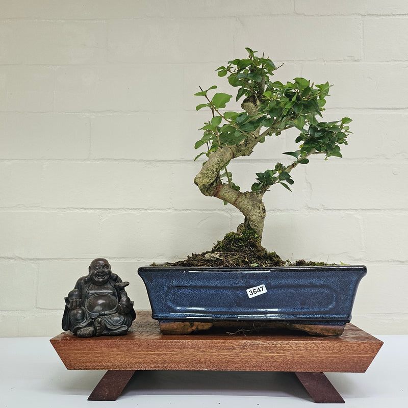 Chinese Privet (Ligustrum Sinense) Bonsai Tree | Shaped | In 25cm Pot