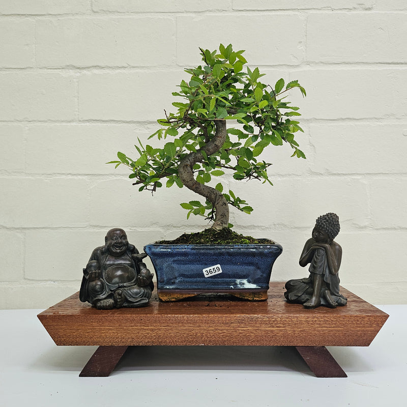 Chinese Elm (Ulmus Parvifolia) Bonsai Tree | Shaped | In 15cm Pot