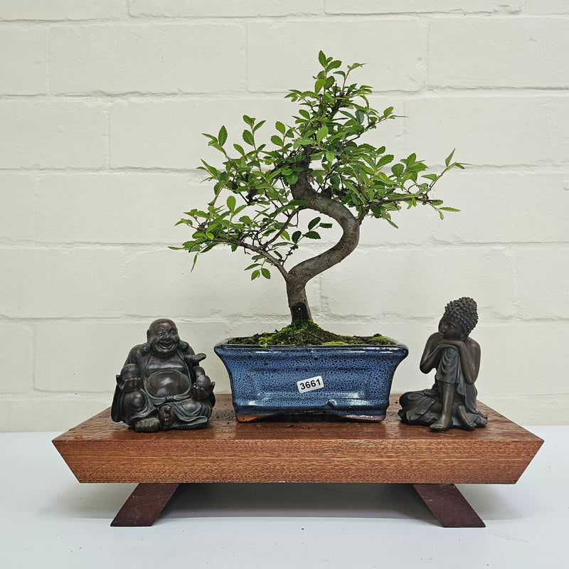 Chinese Elm (Ulmus Parvifolia) Bonsai Tree | Shaped | In 15cm Pot