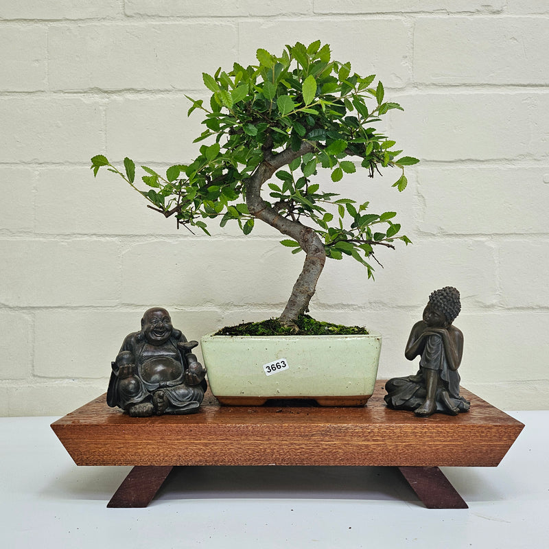 Chinese Elm (Ulmus Parvifolia) Bonsai Tree | Shaped | In 15cm Pot