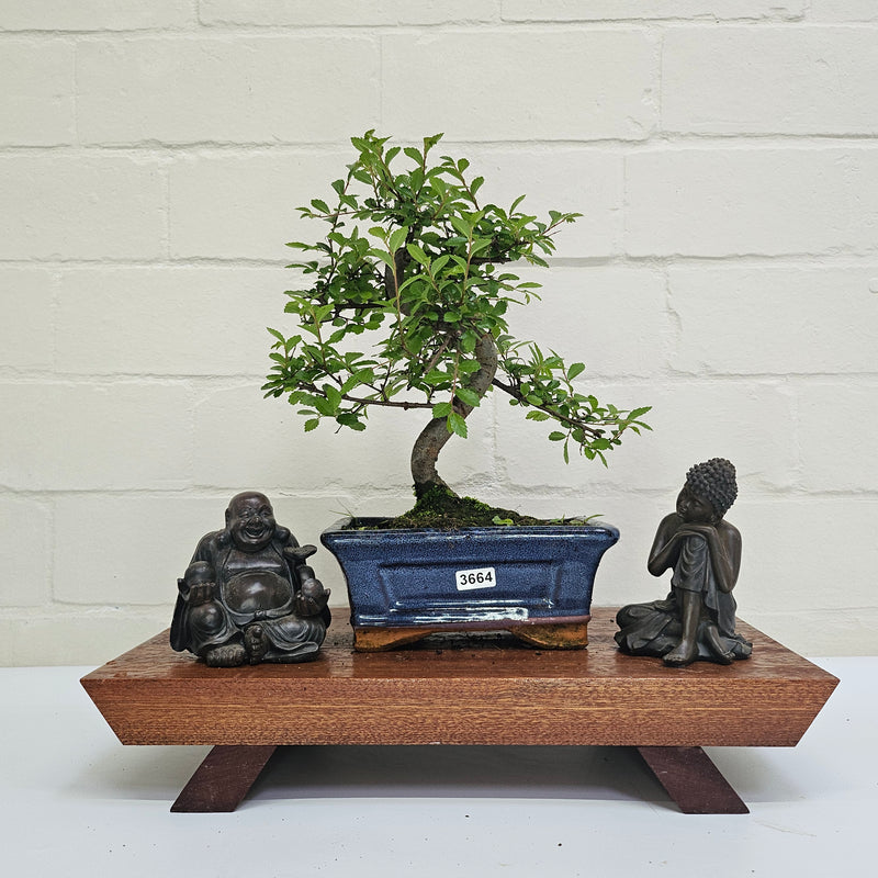 Chinese Elm (Ulmus Parvifolia) Bonsai Tree | Shaped | In 15cm Pot