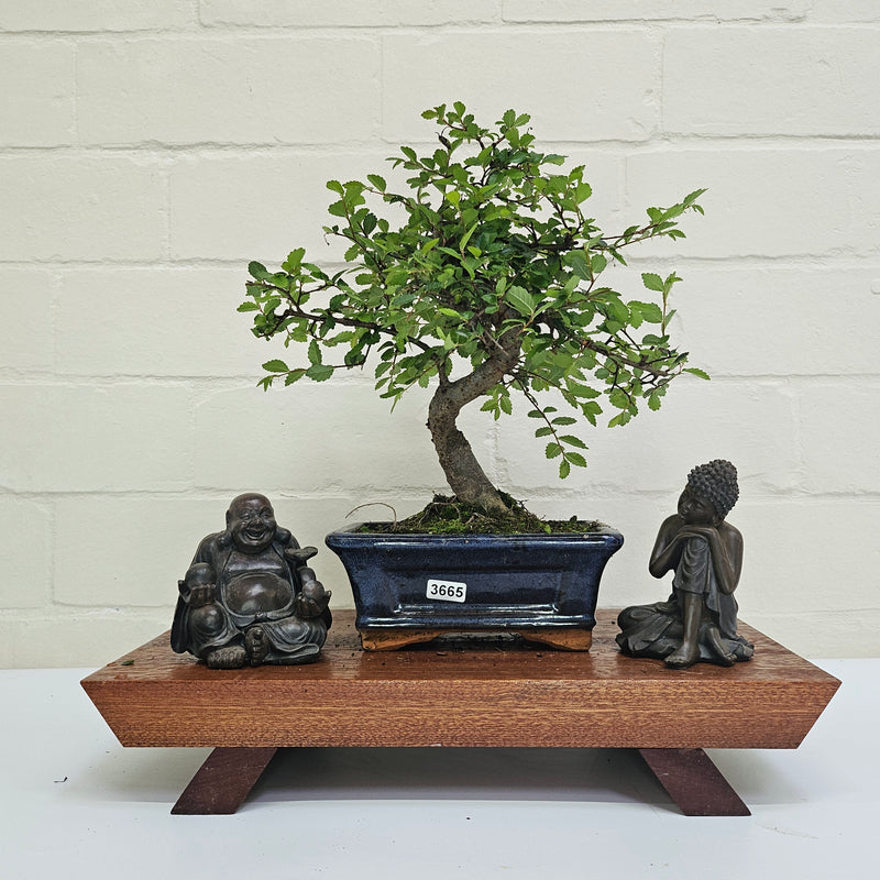 Chinese Elm (Ulmus Parvifolia) Bonsai Tree | Shaped | In 15cm Pot