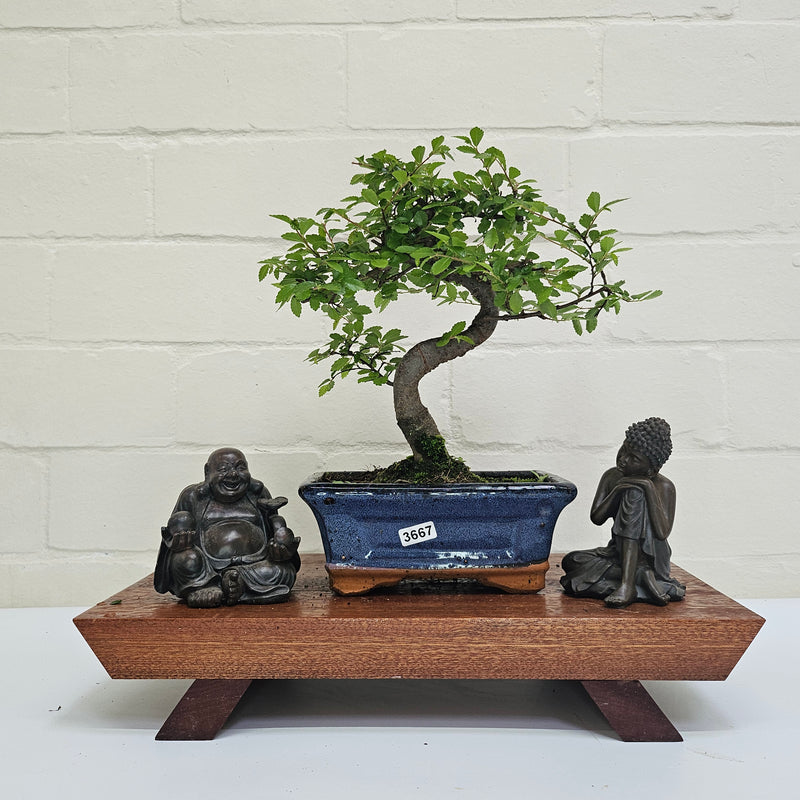 Chinese Elm (Ulmus Parvifolia) Bonsai Tree | Shaped | In 15cm Pot