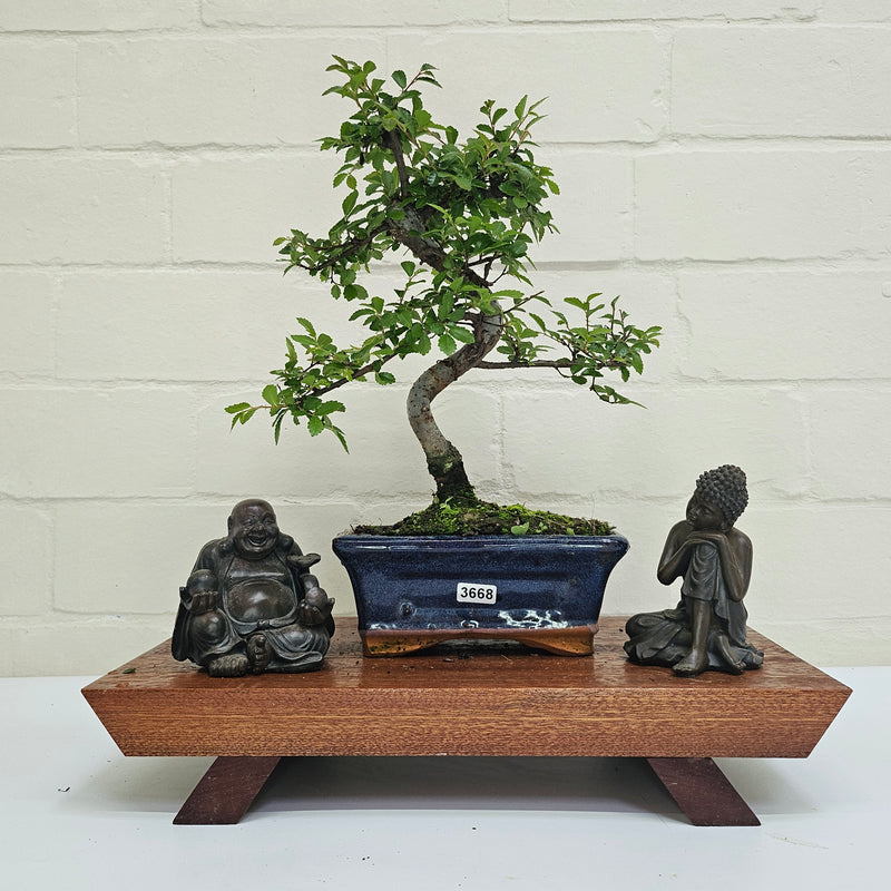 Chinese Elm (Ulmus Parvifolia) Bonsai Tree | Shaped | In 15cm Pot