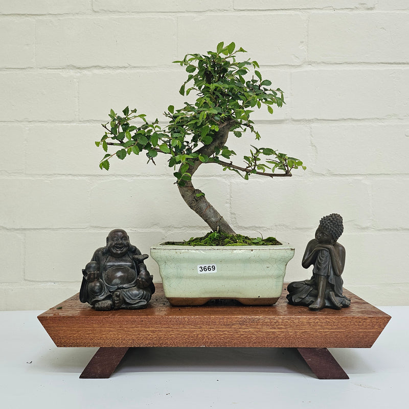 Chinese Elm (Ulmus Parvifolia) Bonsai Tree | Shaped | In 15cm Pot