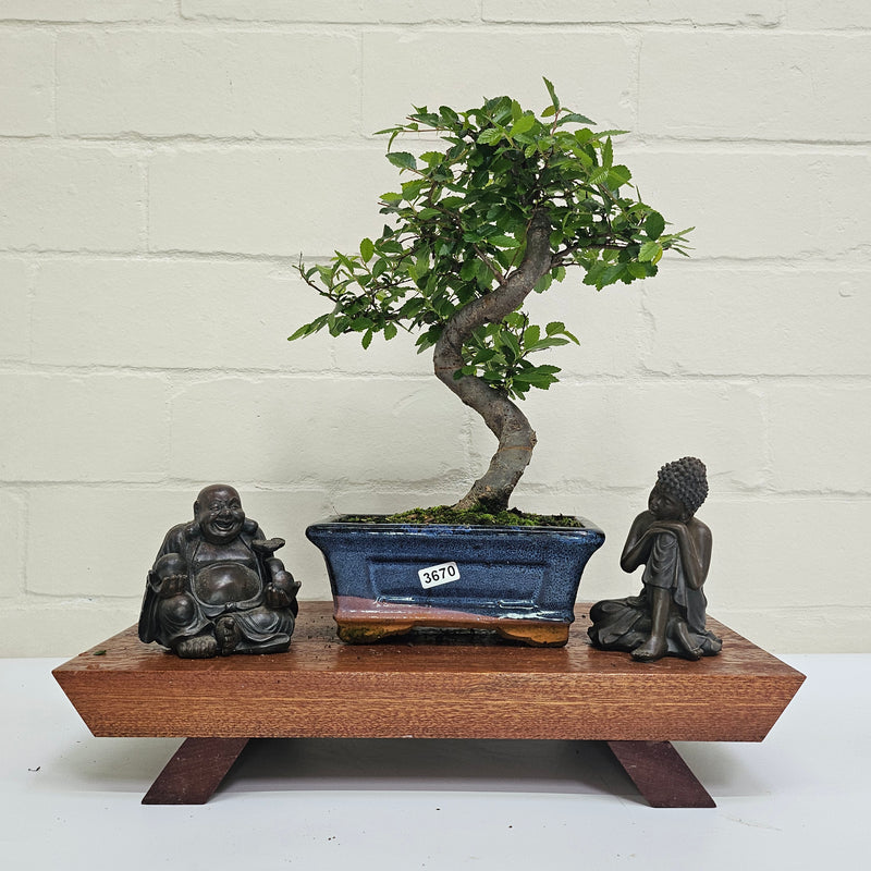 Chinese Elm (Ulmus Parvifolia) Bonsai Tree | Shaped | In 15cm Pot