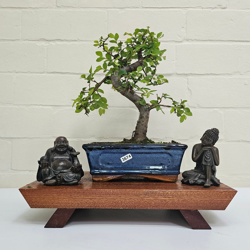 Chinese Elm (Ulmus Parvifolia) Bonsai Tree | Shaped | In 20cm Pot