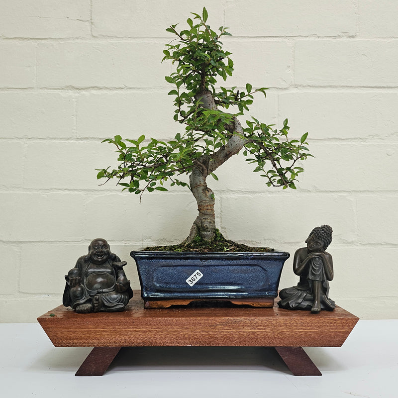 Chinese Elm (Ulmus Parvifolia) Bonsai Tree | Shaped | In 20cm Pot