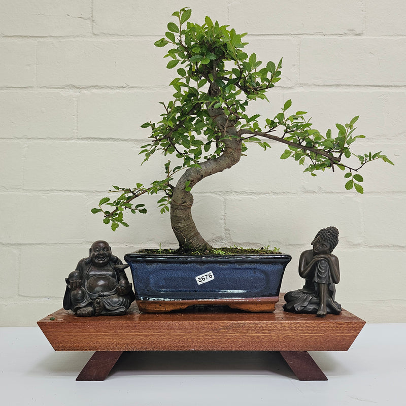 Chinese Elm (Ulmus Parvifolia) Bonsai Tree | Shaped | In 20cm Pot