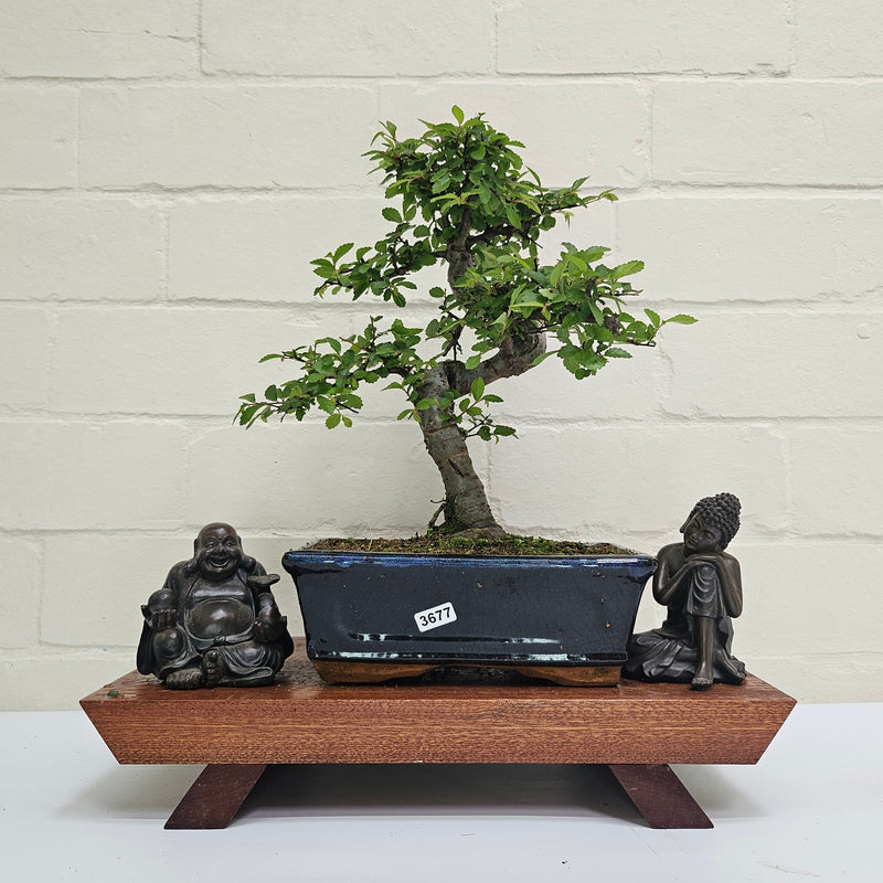 Chinese Elm (Ulmus Parvifolia) Bonsai Tree | Shaped | In 20cm Pot