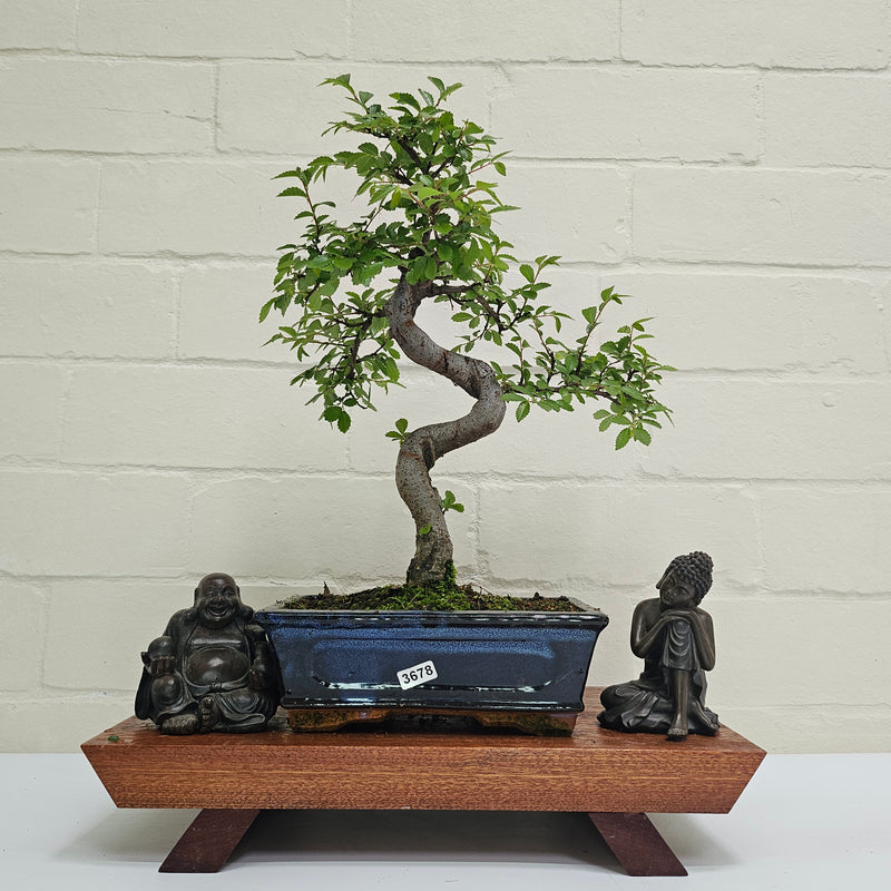 Chinese Elm (Ulmus Parvifolia) Bonsai Tree | Shaped | In 20cm Pot