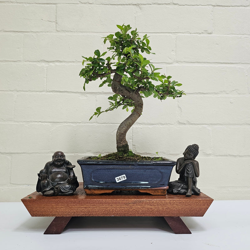 Chinese Elm (Ulmus Parvifolia) Bonsai Tree | Shaped | In 20cm Pot