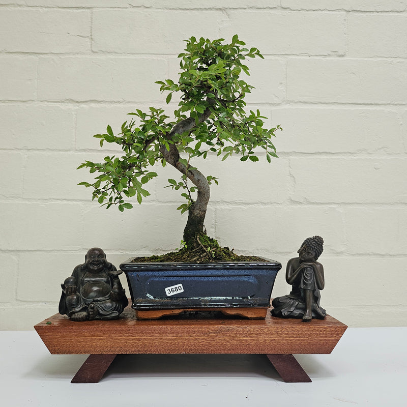 Chinese Elm (Ulmus Parvifolia) Bonsai Tree | Shaped | In 20cm Pot