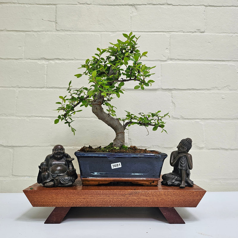 Chinese Elm (Ulmus Parvifolia) Bonsai Tree | Shaped | In 20cm Pot