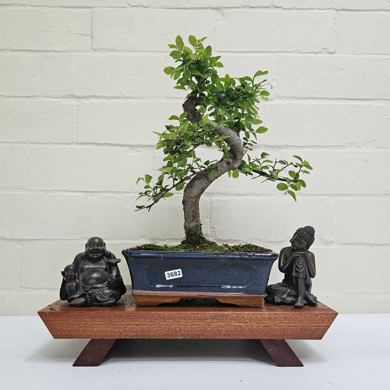 Chinese Elm (Ulmus Parvifolia) Bonsai Tree | Shaped | In 20cm Pot