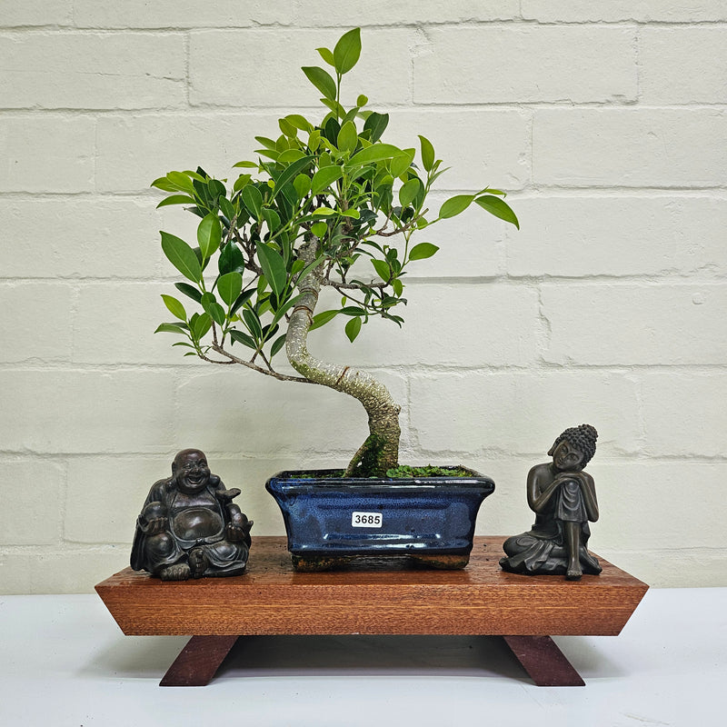 Ficus Microcarpa (Banyan Fig) Indoor Bonsai Tree | Shaped | In 15cm Pot