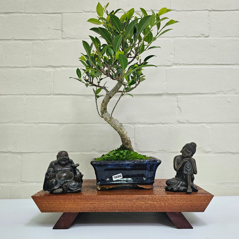 Ficus Microcarpa (Banyan Fig) Indoor Bonsai Tree | Shaped | In 15cm Pot