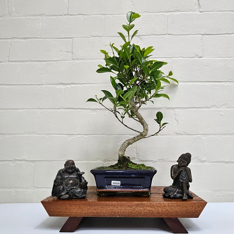 Ficus Microcarpa (Banyan Fig) Indoor Bonsai Tree | Shaped | In 15cm Pot