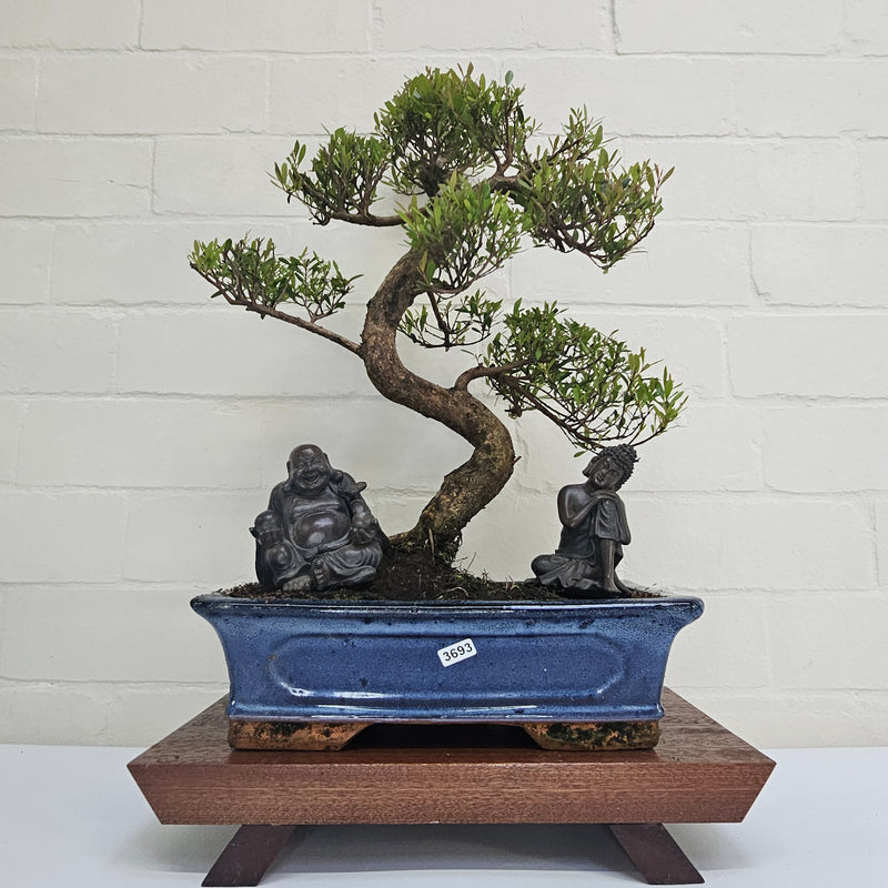 Brush Cherry (Syzygium) Bonsai Tree | Shaped | In 30cm Pot