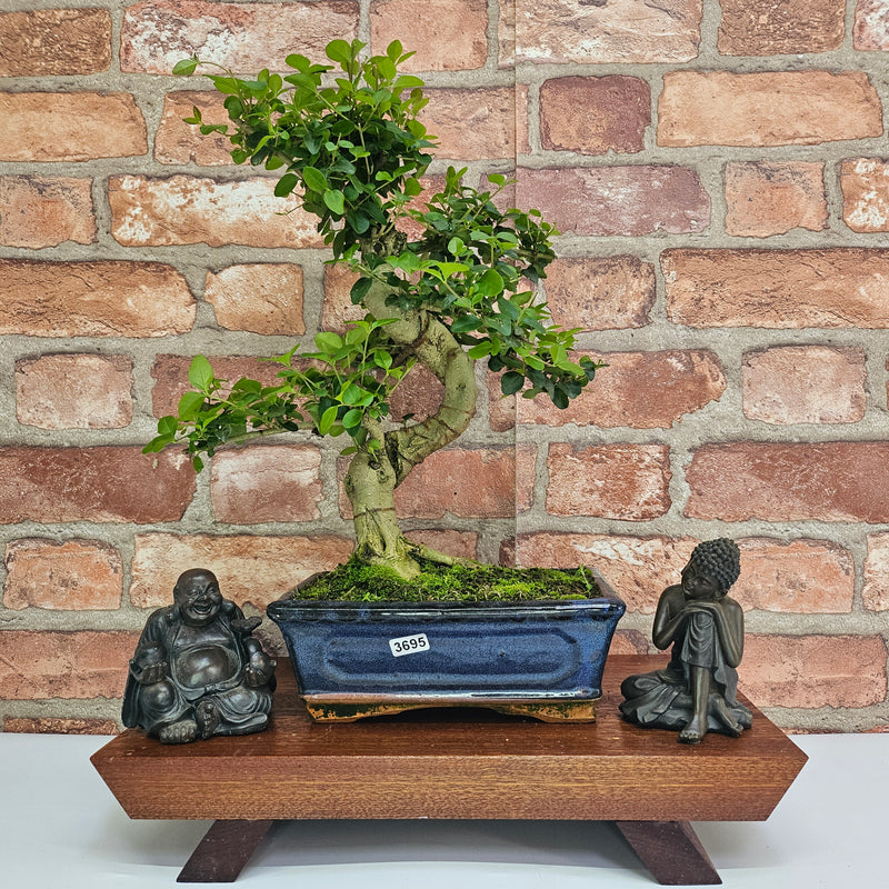 Chinese Privet (Ligustrum Sinense) Bonsai Tree | Shaped | In 20cm Pot