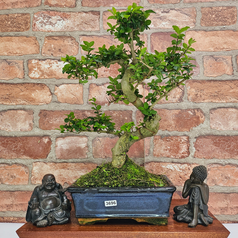 Chinese Privet (Ligustrum Sinense) Bonsai Tree | Shaped | In 20cm Pot