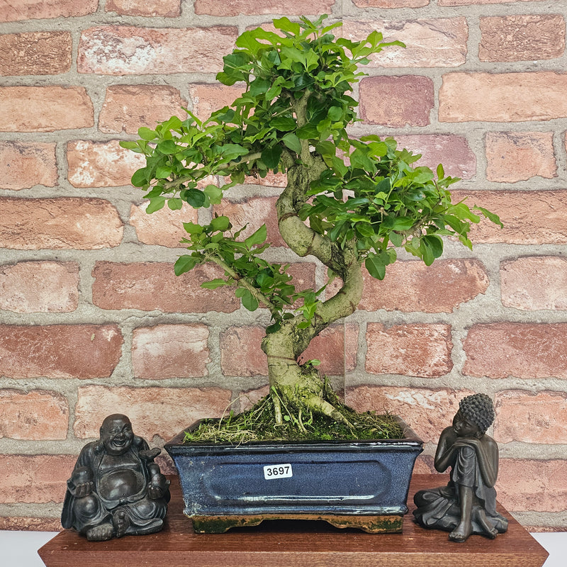 Chinese Privet (Ligustrum Sinense) Bonsai Tree | Shaped | In 20cm Pot