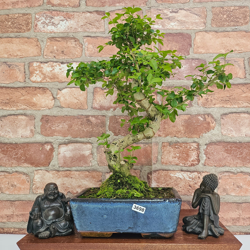 Chinese Privet (Ligustrum Sinense) Bonsai Tree | Shaped | In 20cm Pot