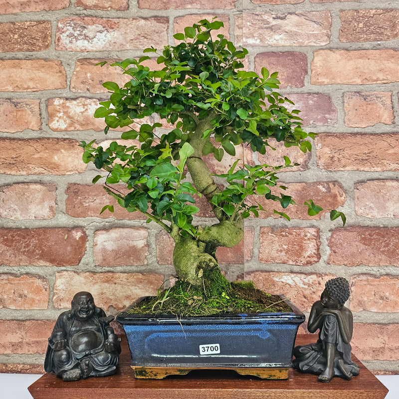 Chinese Privet (Ligustrum Sinense) Bonsai Tree | Shaped | In 20cm Pot