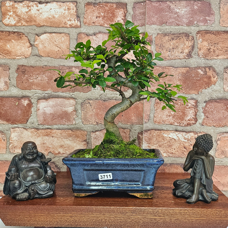 Chinese Elm (Ulmus Parvifolia) Bonsai Tree | Shaped | In 15cm Pot