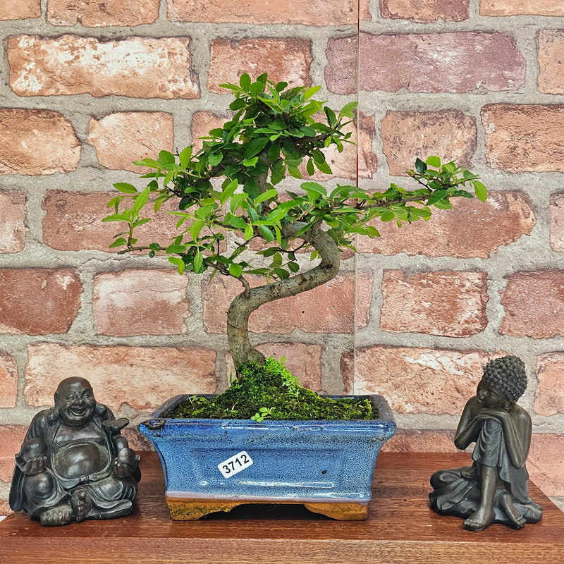 Chinese Elm (Ulmus Parvifolia) Bonsai Tree | Shaped | In 15cm Pot