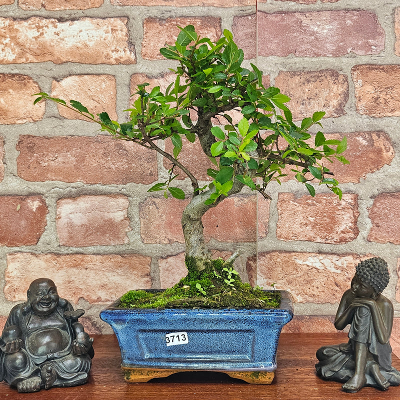 Chinese Elm (Ulmus Parvifolia) Bonsai Tree | Shaped | In 15cm Pot