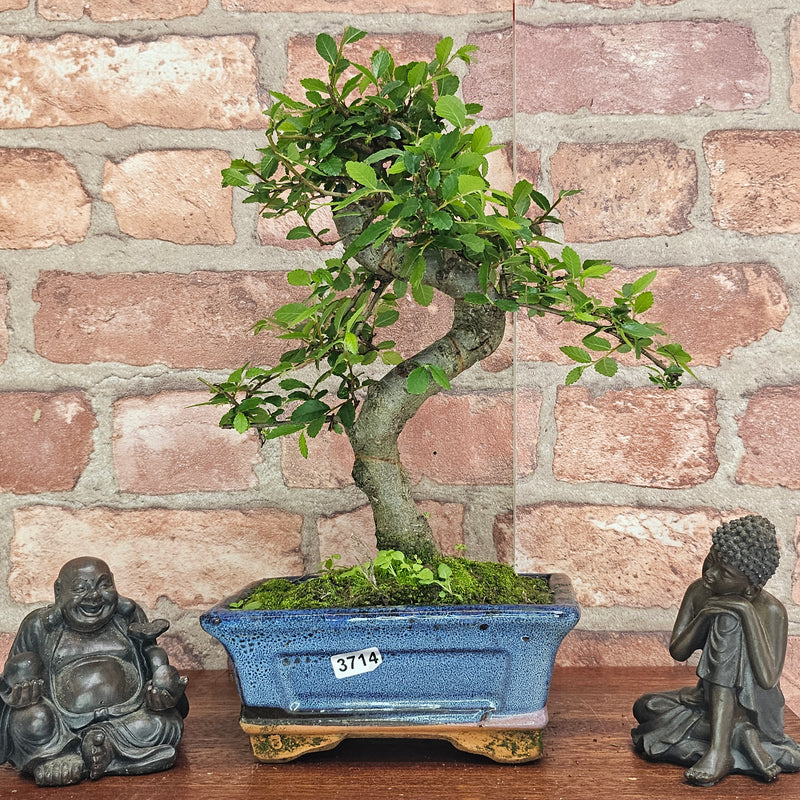 Chinese Elm (Ulmus Parvifolia) Bonsai Tree | Shaped | In 15cm Pot