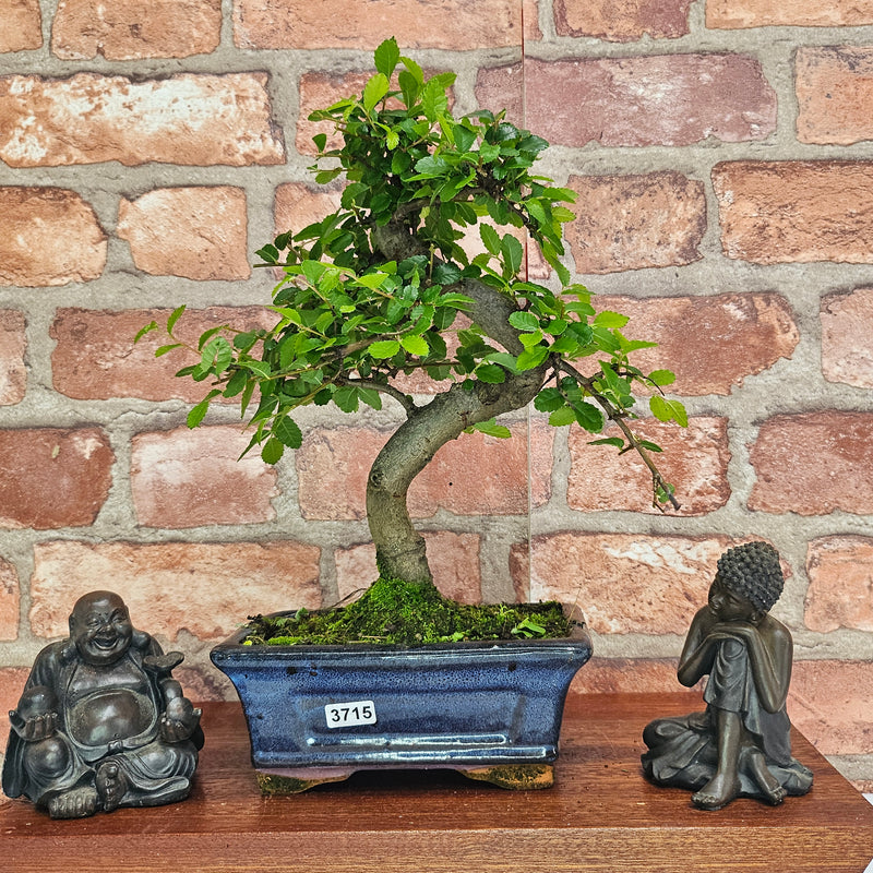 Chinese Elm (Ulmus Parvifolia) Bonsai Tree | Shaped | In 15cm Pot